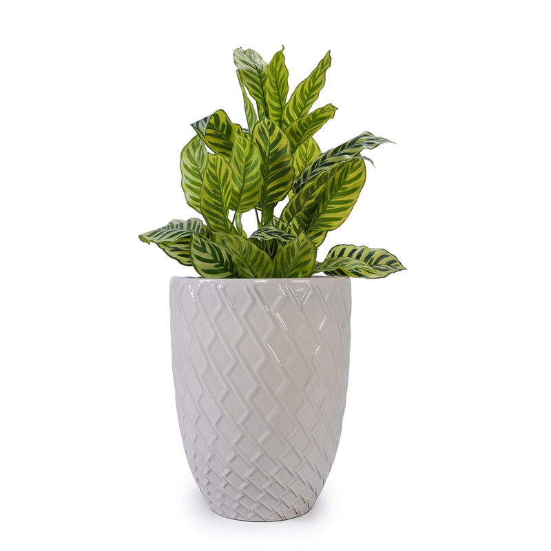 Ceramic Flowerpot, Planter For Patio, Garden, Windowsill