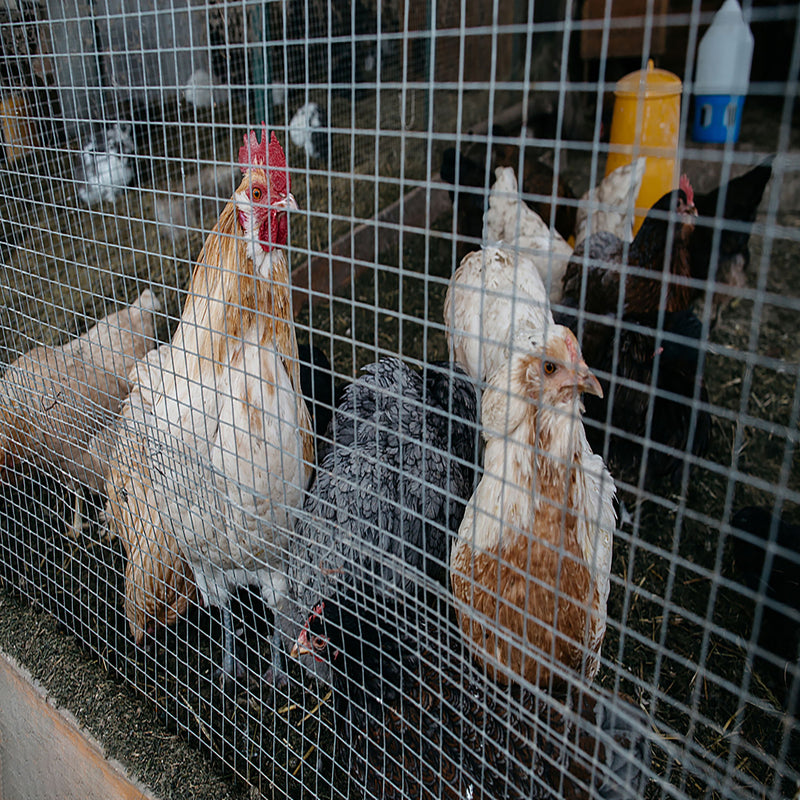 Galvanized Hardware Cloth, Gauge Metal Wire Fencing Roll For Garden And Animal Protection - Silver